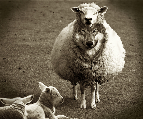 wolf-sheep1_000
